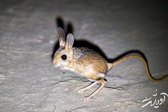 با خنگ‌ترین حیوانات دنیا آشنا بشید
